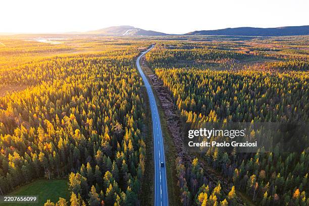 coche conduciendo por el bosque, vista aérea - pinar fotografías e imágenes de stock