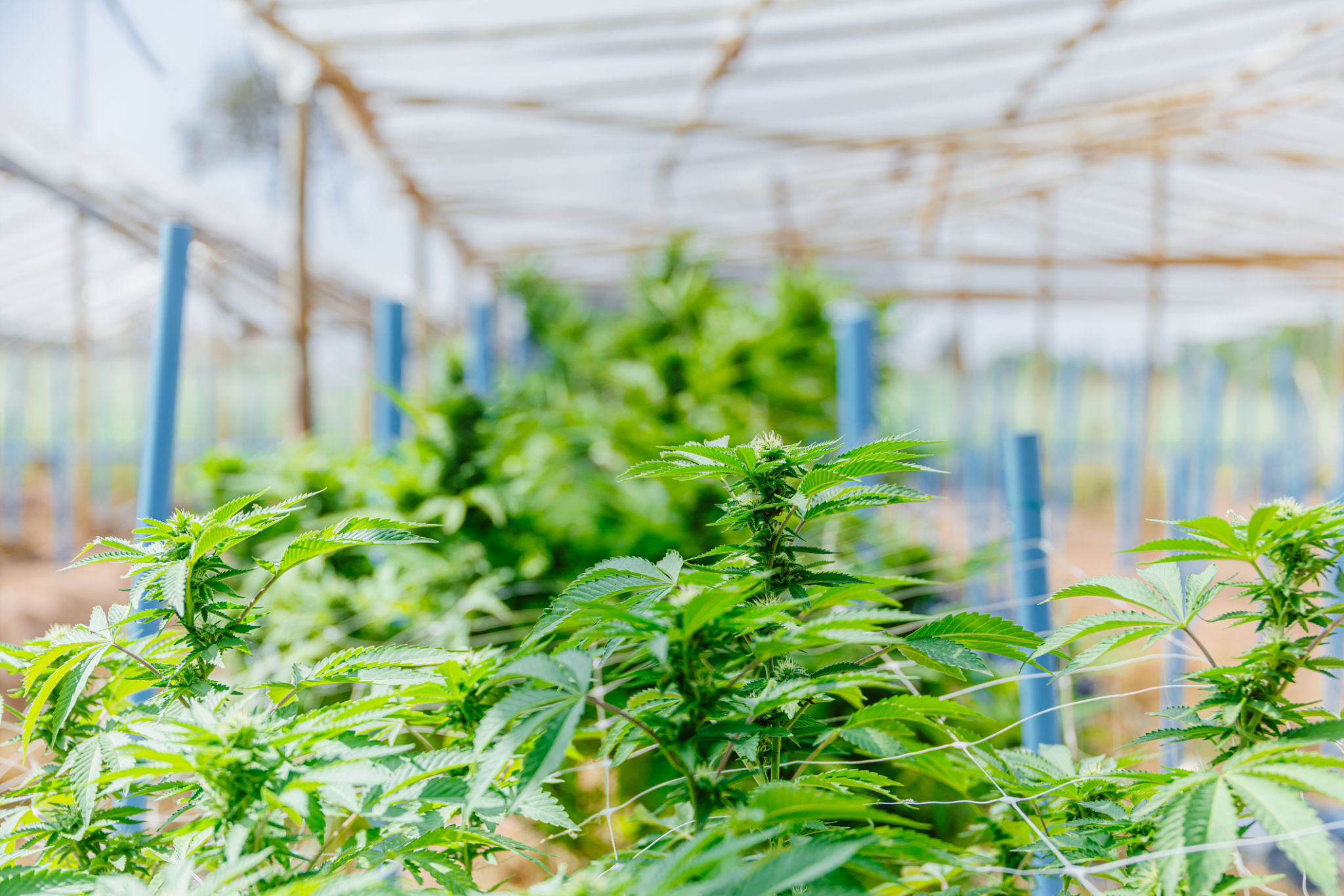 sativa plant