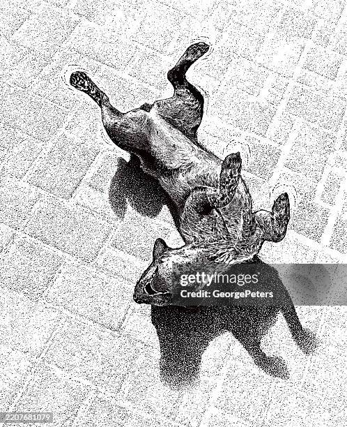 happy australian cattle dog rolling on back - dog lying on back stock illustrations