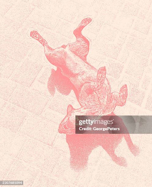 happy australian cattle dog rolling on back - dog lying on back stock illustrations