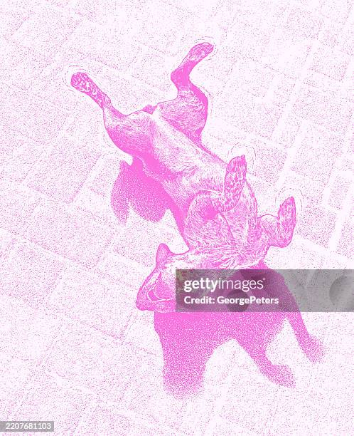 happy australian cattle dog rolling on back - dog lying on back stock illustrations