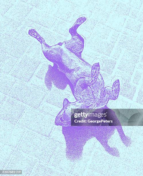 happy australian cattle dog rolling on back - dog lying on back stock illustrations