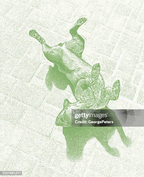 happy australian cattle dog rolling on back - dog lying on back stock illustrations