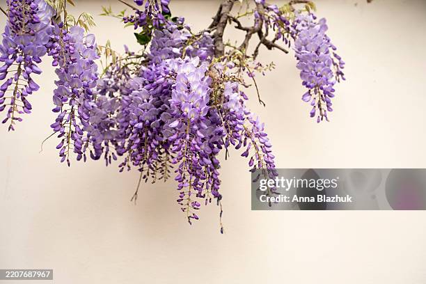 wisteria blossoming in the spring against wall - wisteria stock pictures, royalty-free photos & images