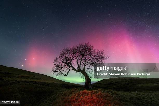 aurora over the frandy tree perthshire - space and astronomy stock pictures, royalty-free photos & images