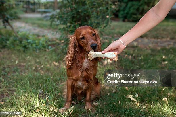 the dog is given a bone. - dog bone stock pictures, royalty-free photos & images