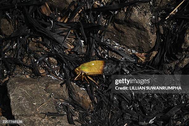 Burnt Insect 4,262 Insect Damage Stock Photos, High-Res Pictures, and Images - Getty ...
