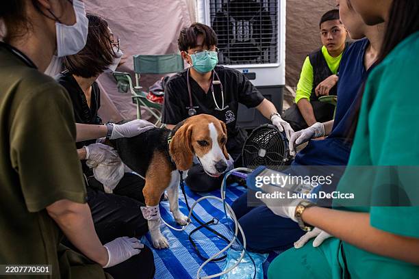 Forte, a K-9 Unit dog with United SAR K-9 volunteer search and rescue dog team, gets checked after their mission at the site of a building collapse...