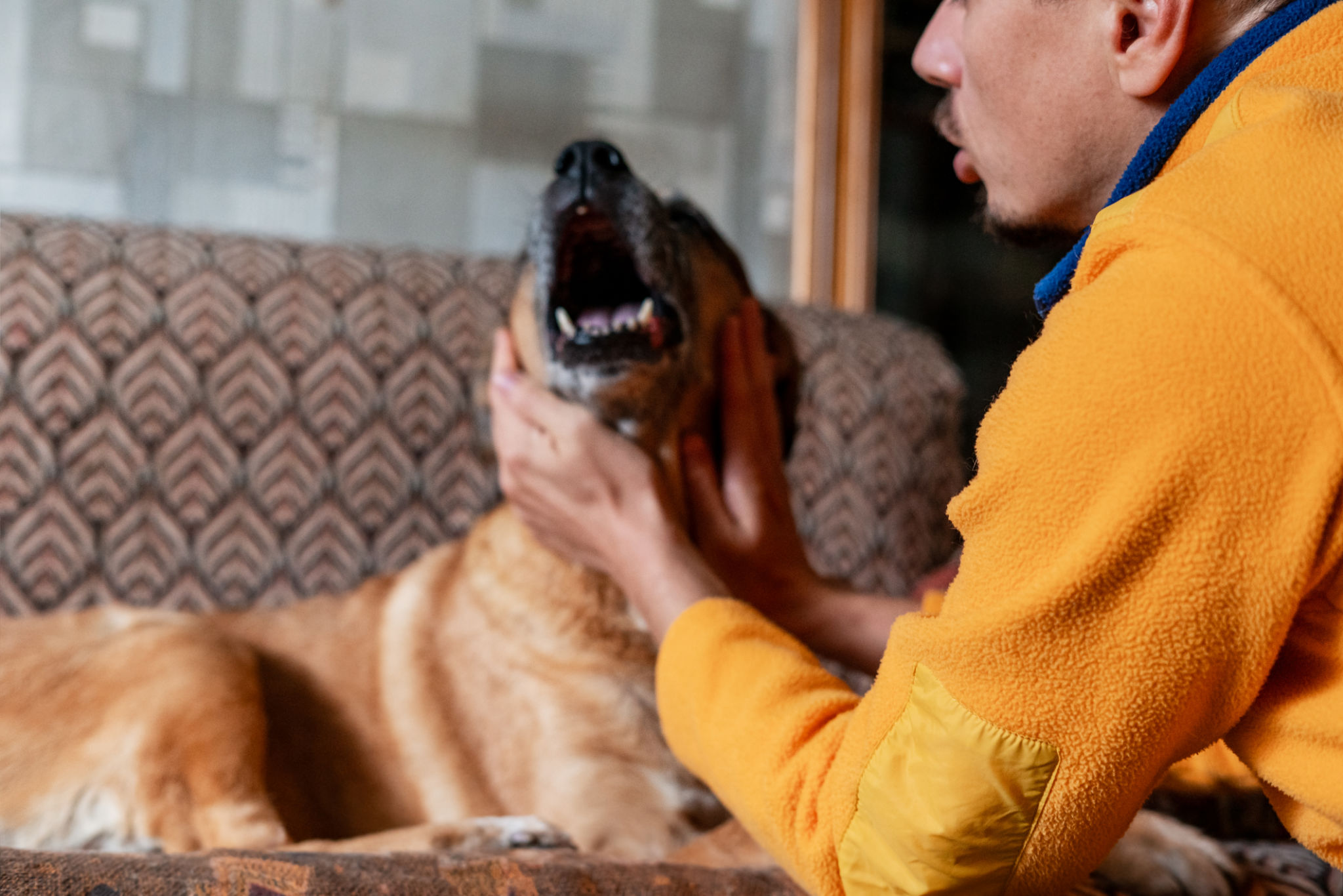 emotional support dog