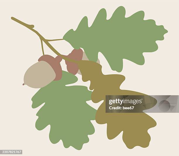 oak branch - oak tree stock illustrations