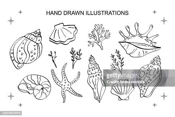 hand-drawn marine illustrations: seashells, starfish, and ocean elements - animal shell stock illustrations