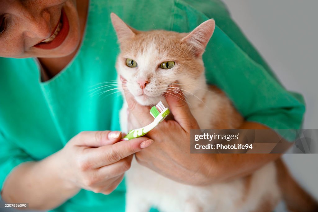 Woman brushing the cat's teeth