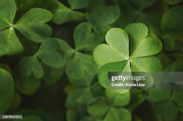 four leafed clover - cuatro objetos fotografías e imágenes de stock