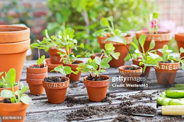potted vegetable and fruit plants on a balcony with various seedlings - wasabi stock pictures, royalty-free photos & images