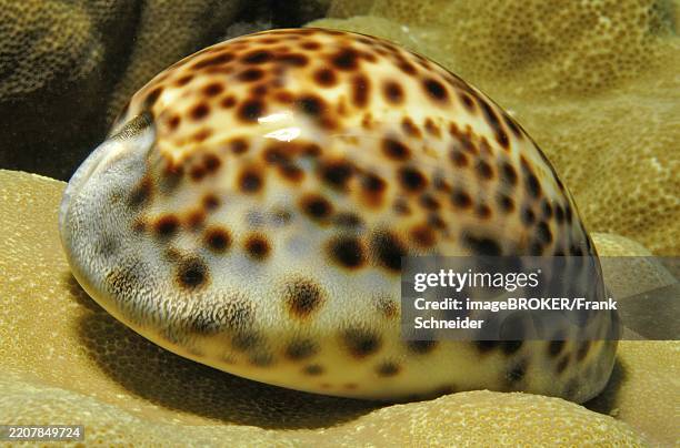 Kouri Shell 21 Kauri Shell Stock Photos, High-Res Pictures, and Images - Getty Images