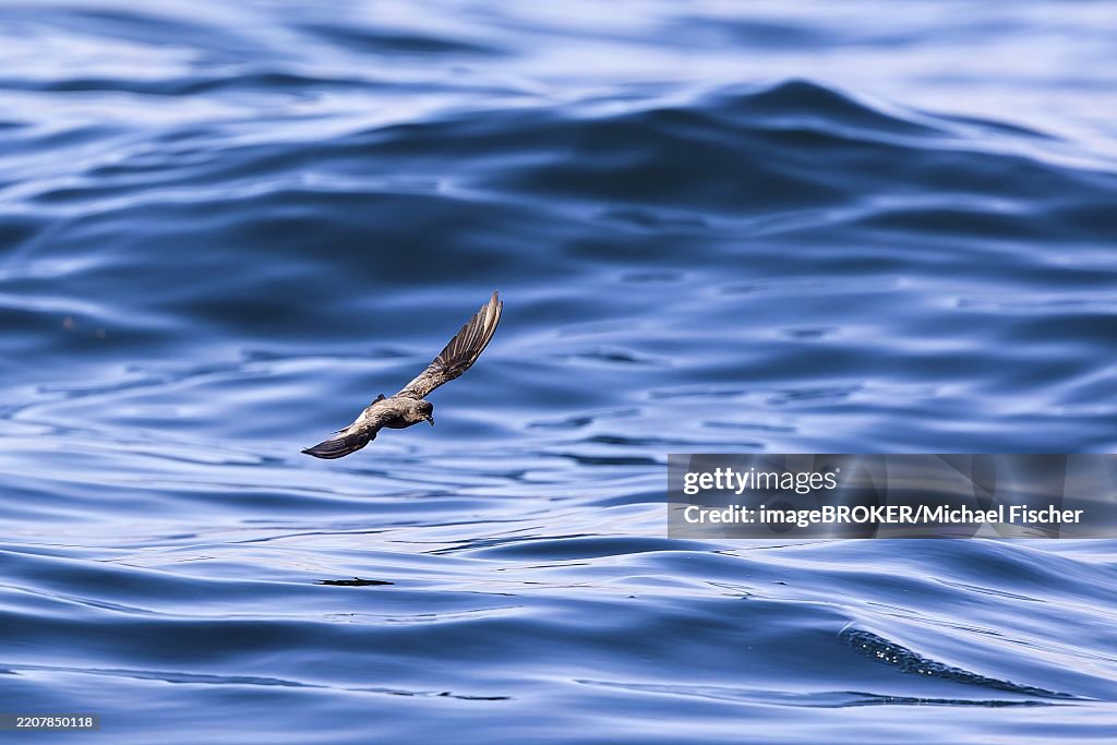 Storm Petrel (Hydrobates pelagicus) flying over calm sea, Sagres, Algarve, Portugal, Europe