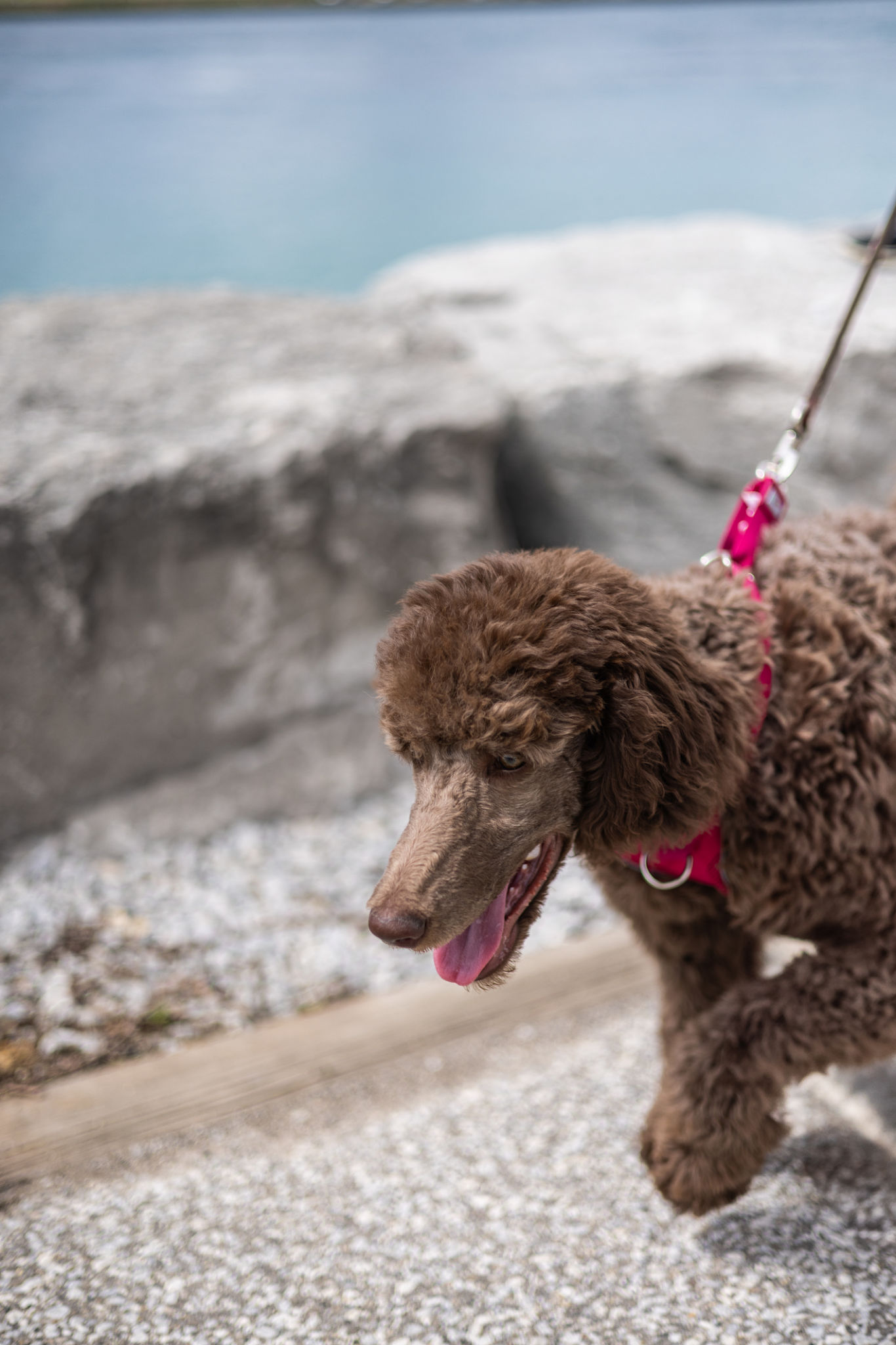 pet winter coat
