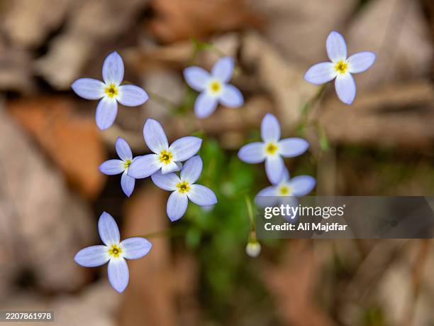 Springtime Bluets High-Res Stock Photo