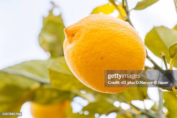 lemon fruit on a tree.atami city, shizuoka pref - february 1, 2025 - izu peninsula stock pictures, royalty-free photos & images