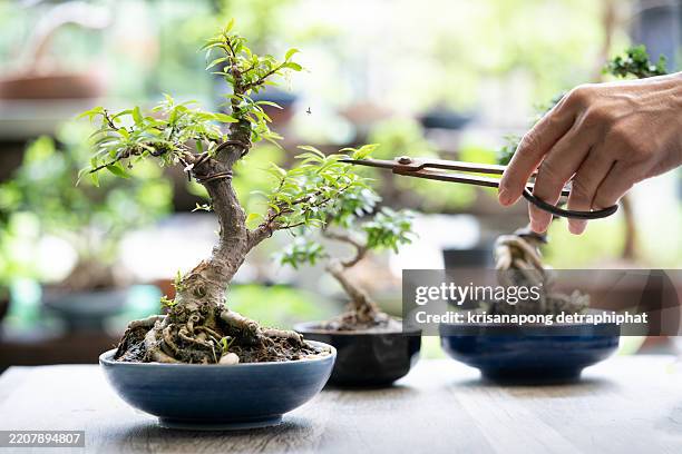 bonsai tree,bonsai - bonsai stock-fotos und bilder