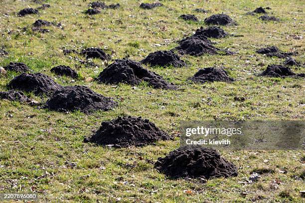 Molehills on grass