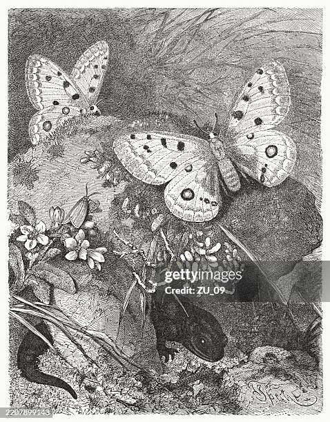 apollo butterfly and alpine salamander, wood engraving, published in 1895 - french alps stock illustrations