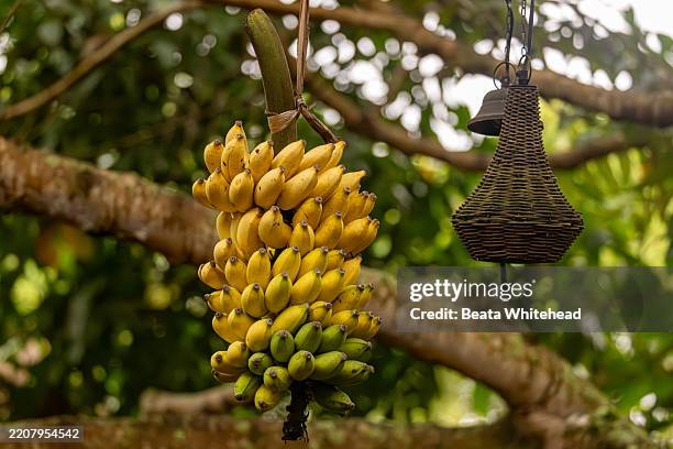 fresh bananas displayed for sampling at tourist lodge café, uganda - banana plantation stock pictures, royalty-free photos & images