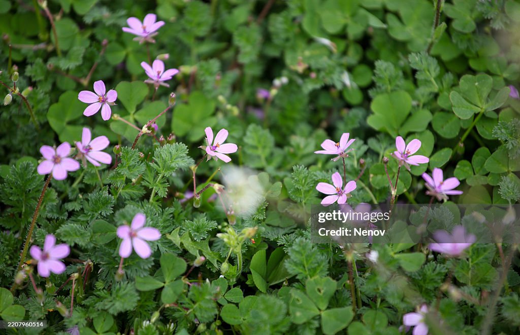 Common stork's-bill (Erodium cicutarium)