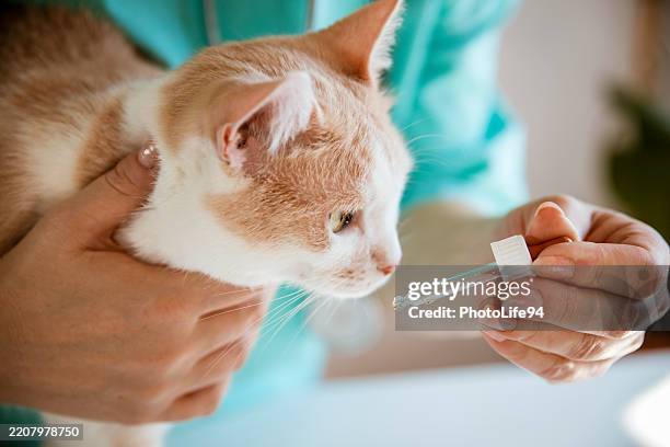 vet giving oil to a cat oil drops using pipette - pipeta imagens e fotografias de stock