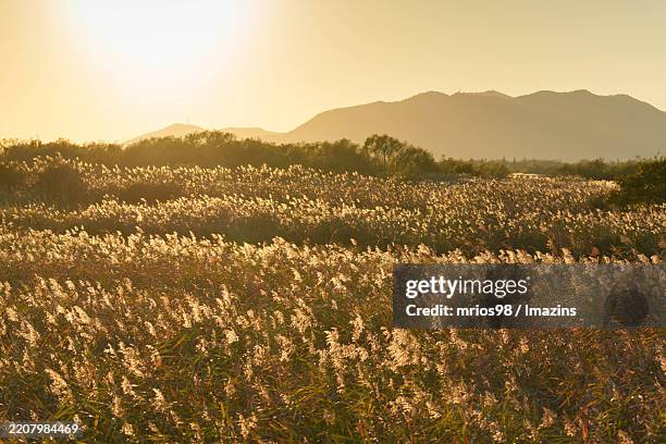 reed field - pampa stock-fotos und bilder
