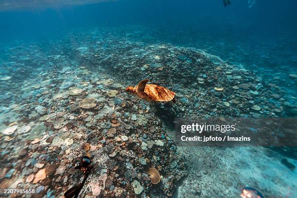 Drippy Turtle 110 Dripping Turtle Stock Photos, High-Res Pictures, and Images - Getty ...