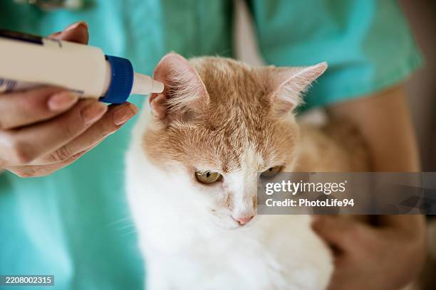veterinarian treats cat's ear with medicine - ear canal stock pictures, royalty-free photos & images