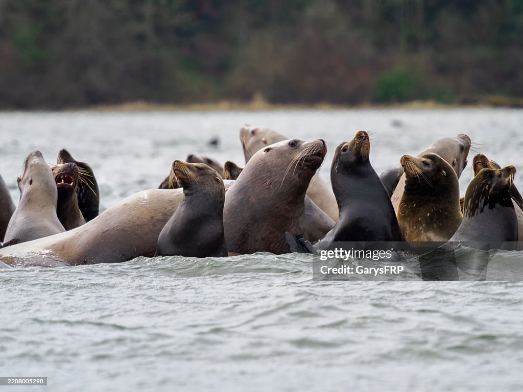 Sea Lions In Cowlitz River Smelt Run Washington State