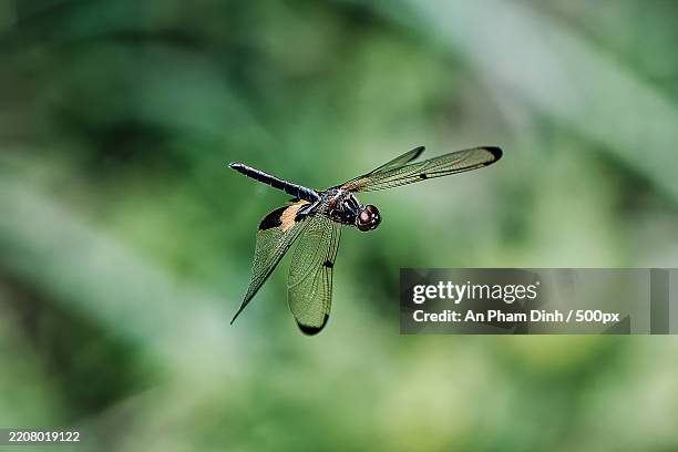 close-up of dragonfly on twig - speciesism stock pictures, royalty-free photos & images