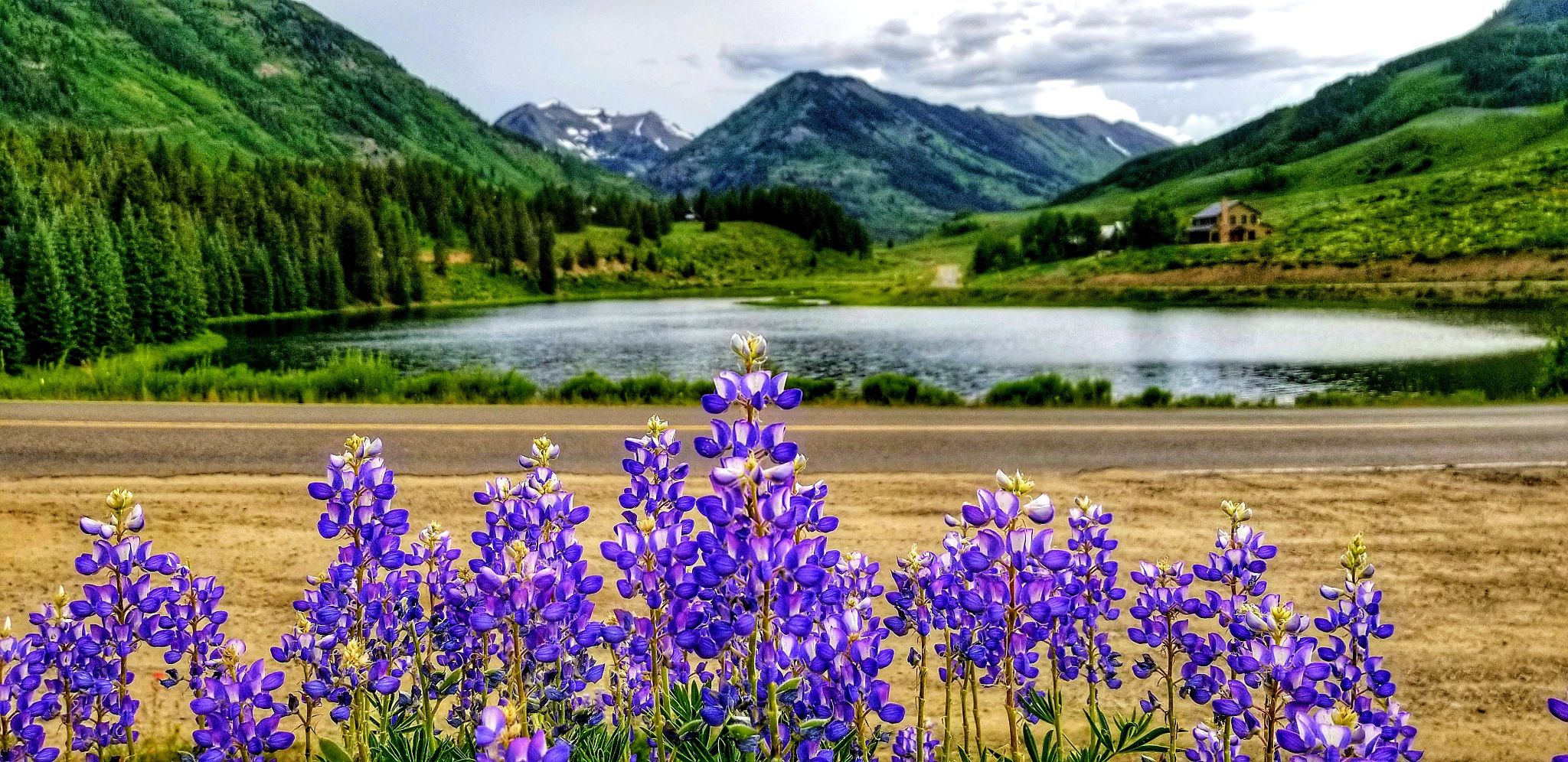native plants colorado