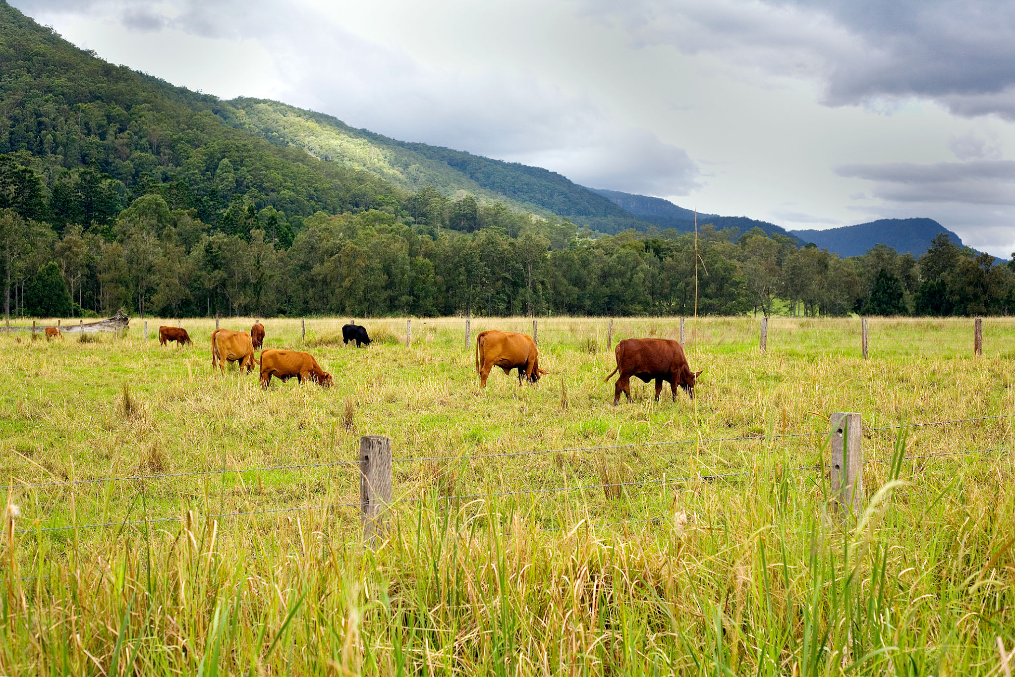 small farm cattle