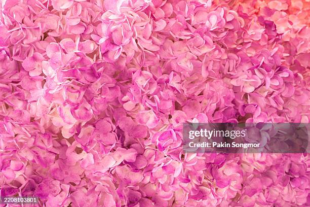 pink color flower backdrop made from pink and purple hydrangea petal. - petal texture stock pictures, royalty-free photos & images