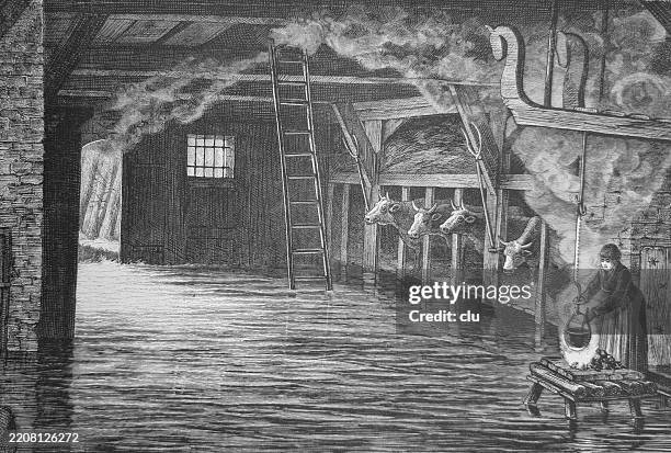 ilustraciones, imágenes clip art, dibujos animados e iconos de stock de cuidado y arrastre de vacas durante inundaciones - inundación