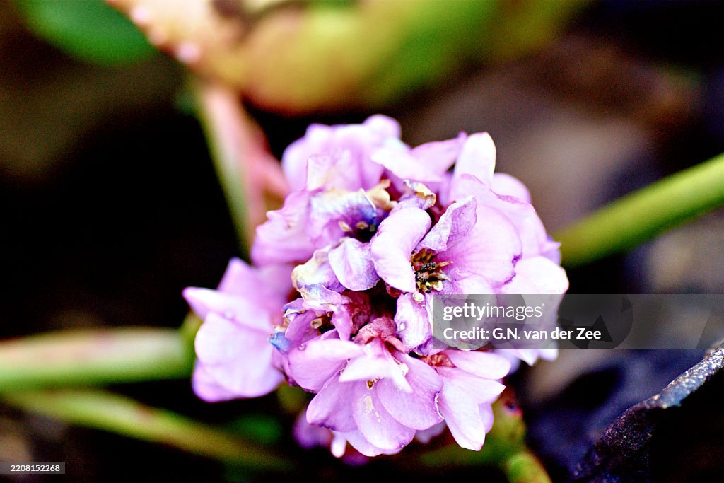 Bergenia cordifolia