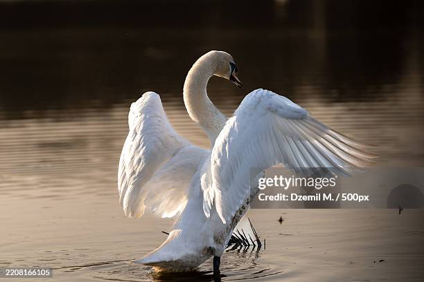 close-up of whooper swan swimming in lake - alas-desplegadas fotografías e imágenes de stock