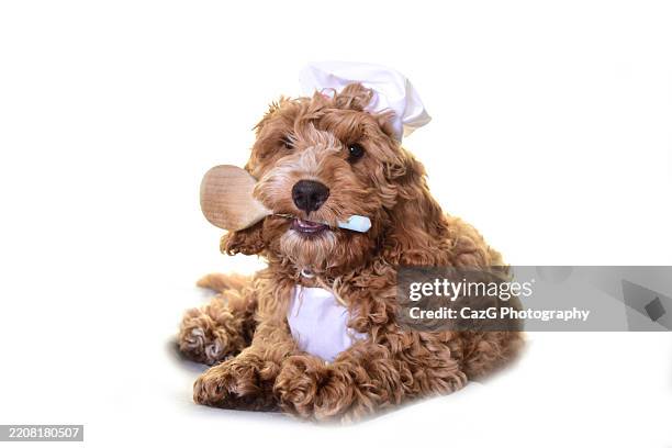 Cockapoo Kitchen 27,796 Kitchen Unit Isolated Stock Photos, High-Res Pictures, and ...