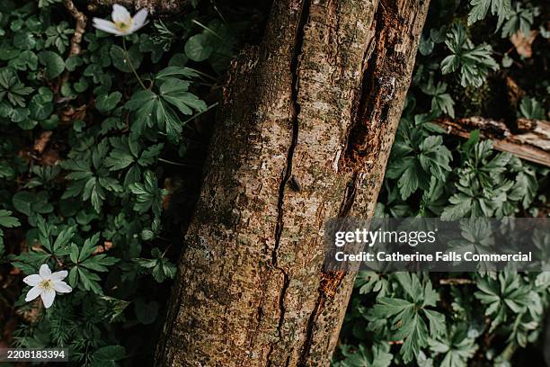 wooden log among greenery with small white flowers in a natural forest setting during daytime - plant bark stock pictures, royalty-free photos & images