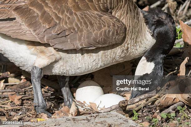 Brooding Canadian Goose 62 Canadian Goose Egg Stock Photos, High-Res Pictures, and Images ...