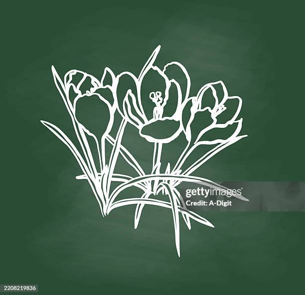 springtimecrocuseschalkboard - crocus stock illustrations