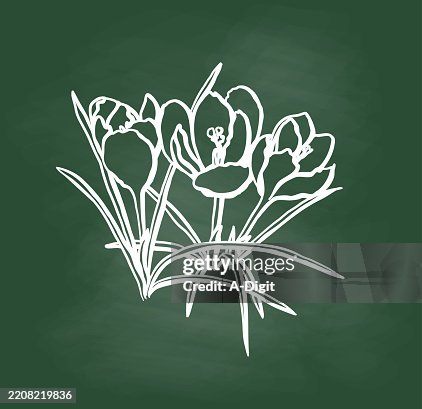SpringtimeCrocusesChalkboard SpringtimeCrocusesChalkboard