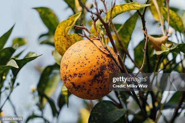 Issue Is Ripe 285 Citrus Pests Stock Photos, High-Res Pictures, and Images - Getty Images