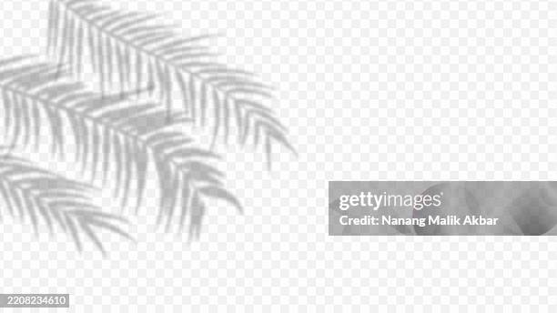 tree and leaf shadow overlay with transparent background - tree shadow wall stock illustrations