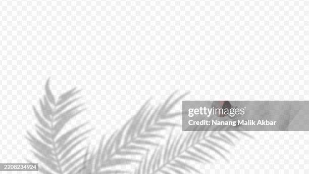 tree and leaf shadow overlay with transparent background - dappled light background stock illustrations