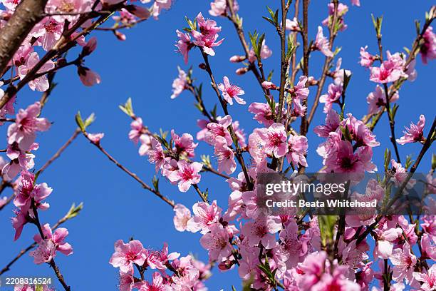 tree blooming against clear blue sky - japanese weeping cherry tree stock pictures, royalty-free photos & images
