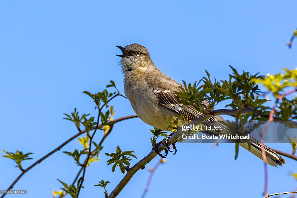 Northern Mockingbird Singing from Tree Branch – Virginia, USA